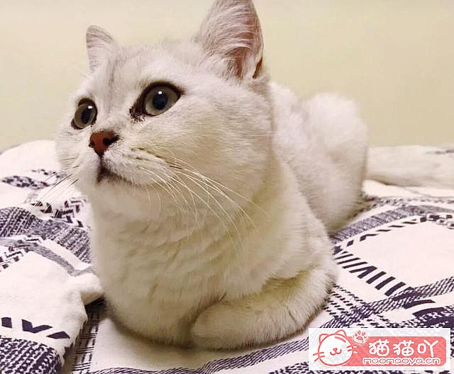 《英短猫咪的4大种类》原文配图5