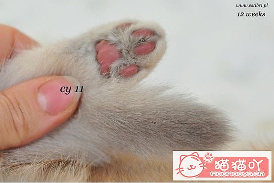 𽥲ɫɫֽ𽥲ϡɫƪԭͼ1