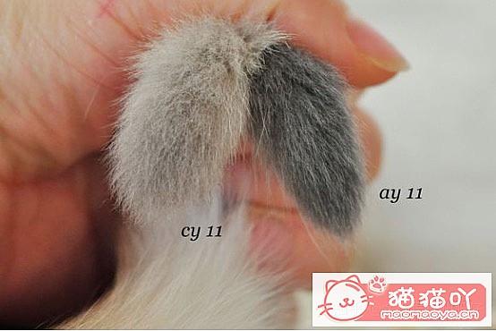 𽥲ɫɫֽ𽥲ϡɫƪԭͼ2