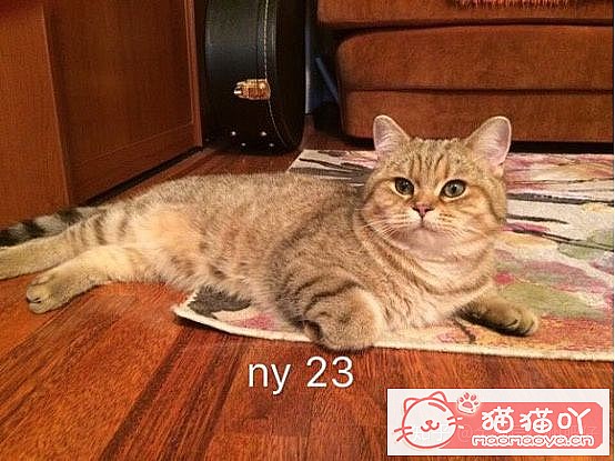 𽥲ɫɫֽ𽥲ϡɫƪԭͼ11