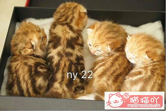 𽥲ɫɫֽ𽥲ϡɫƪԭͼ12