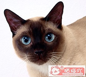 èèƷִȫͼƬСͼԭͼ2