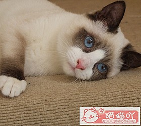 èèƷִȫͼƬСͼԭͼ1