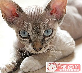 èèƷִȫͼƬСͼԭͼ9