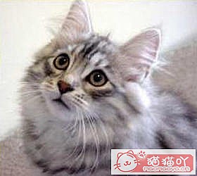 èèƷִȫͼƬСͼԭͼ5