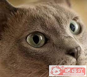 èèƷִȫͼƬСͼԭͼ8