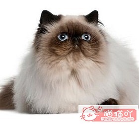 èèƷִȫͼƬСͼԭͼ4