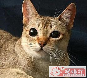 èèƷִȫͼƬСͼԭͼ3