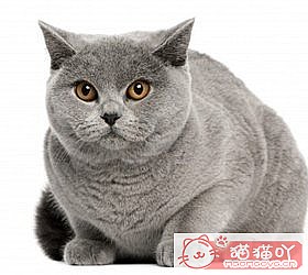 èèƷִȫͼƬСͼԭͼ11