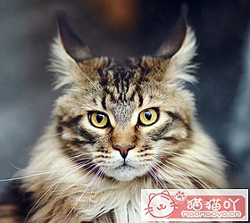 èèƷִȫͼƬСͼԭͼ15