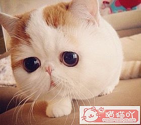 èèƷִȫͼƬСͼԭͼ12