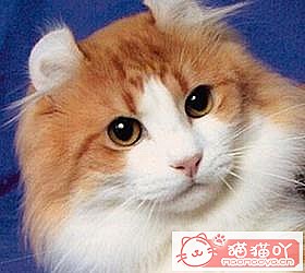 èèƷִȫͼƬСͼԭͼ13