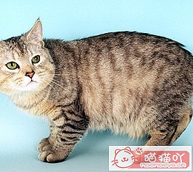 èèƷִȫͼƬСͼԭͼ14