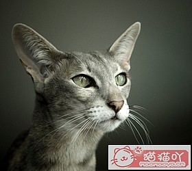 èèƷִȫͼƬСͼԭͼ10