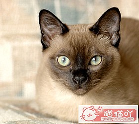 èèƷִȫͼƬСͼԭͼ18