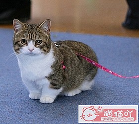 èèƷִȫͼƬСͼԭͼ17