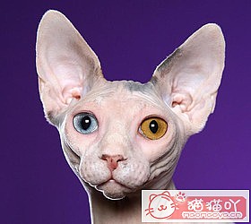 èèƷִȫͼƬСͼԭͼ22