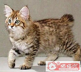 èèƷִȫͼƬСͼԭͼ19