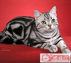 èèƷִȫͼƬСͼԭͼ21