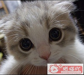 èèƷִȫͼƬСͼԭͼ25