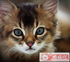 èèƷִȫͼƬСͼԭͼ28