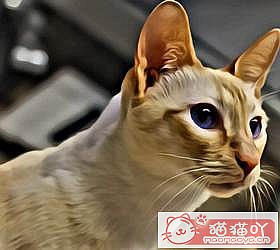 èèƷִȫͼƬСͼԭͼ29