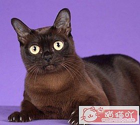 èèƷִȫͼƬСͼԭͼ24