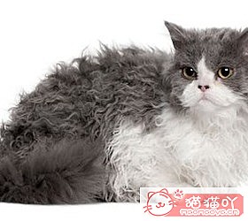 èèƷִȫͼƬСͼԭͼ27