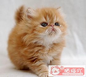 èèƷִȫͼƬСͼԭͼ26