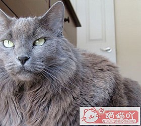 èèƷִȫͼƬСͼԭͼ31