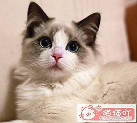 èèƷִȫͼƬСͼԭͼ33