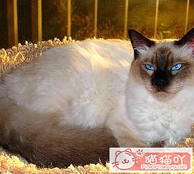 èèƷִȫͼƬСͼԭͼ34