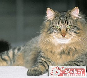 èèƷִȫͼƬСͼԭͼ32