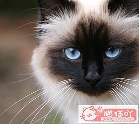 èèƷִȫͼƬСͼԭͼ36