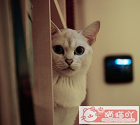 èèƷִȫͼƬСͼԭͼ35