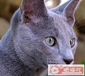 èèƷִȫͼƬСͼԭͼ39