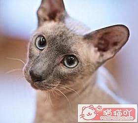 èèƷִȫͼƬСͼԭͼ37