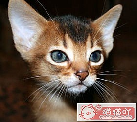 èèƷִȫͼƬСͼԭͼ40