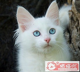 èèƷִȫͼƬСͼԭͼ44