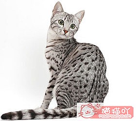 èèƷִȫͼƬСͼԭͼ41