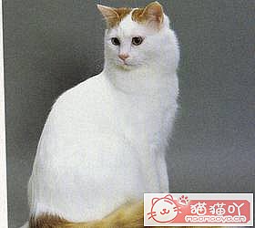 èèƷִȫͼƬСͼԭͼ43