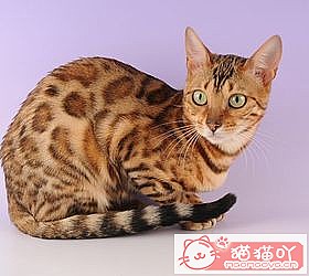 èèƷִȫͼƬСͼԭͼ42