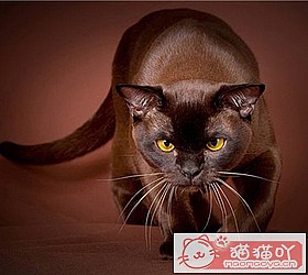 èèƷִȫͼƬСͼԭͼ45