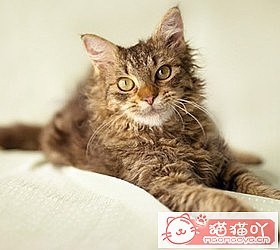 èèƷִȫͼƬСͼԭͼ48