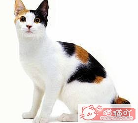 èèƷִȫͼƬСͼԭͼ47