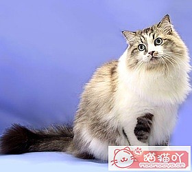 èèƷִȫͼƬСͼԭͼ49