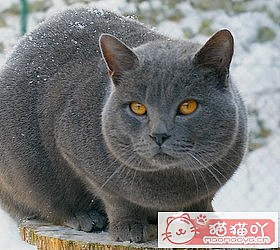 èèƷִȫͼƬСͼԭͼ46