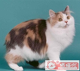 èèƷִȫͼƬСͼԭͼ50