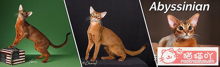 42cfaϵĴèΪԸԭͼ1