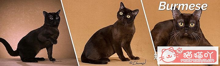 42cfaϵĴèΪԸԭͼ10